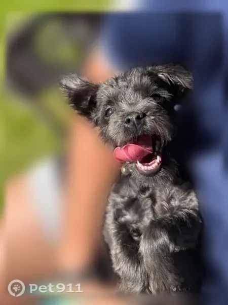 Lost dog, Royal Dornoch Drive, 3568, Eagle Mountain - female, super small, all black, with a bell on her collar - photo