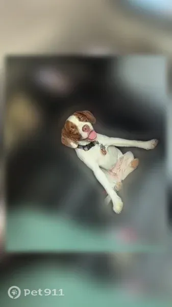 Lost dog, Riverwind Drive, Pearl - female - white with brown spots - photo