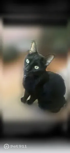 Lost cat, Mowry Street, 95, Burrillville, Harrisville — male, skinny, black cat - photo