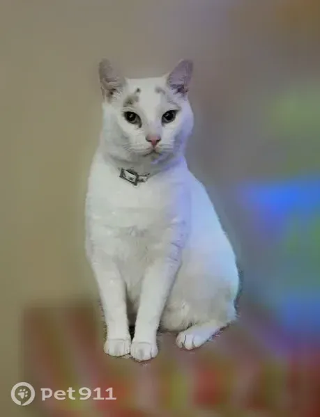 Lost cat, Peachtree Road, 392, Lexington - answers to Jagger, extremely friendly - photo
