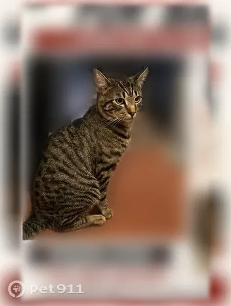 Lost cat, Dongan Avenue, 81-06, Manhattan — male, green-yellow eyes - photo
