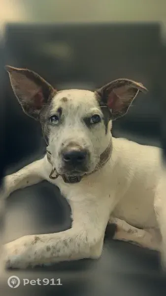 Lost dog, Paul Barnes Road, Pace - white with black spots and brindle ears - photo