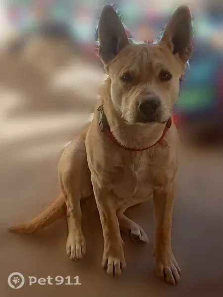 Lost dog, Cascabel, Arizona, Willow Canyon - medium-sized yellow-orange short-haired male - photo