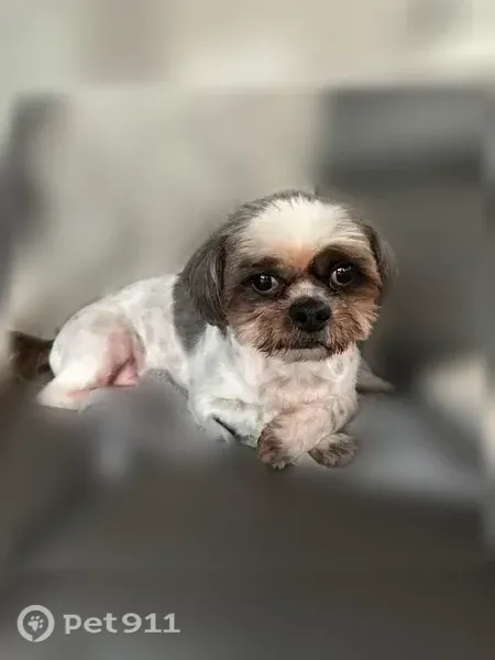 Lost dog, Interstate 4, 117, Lake Helen - male Shih Tzu, white and gray - photo