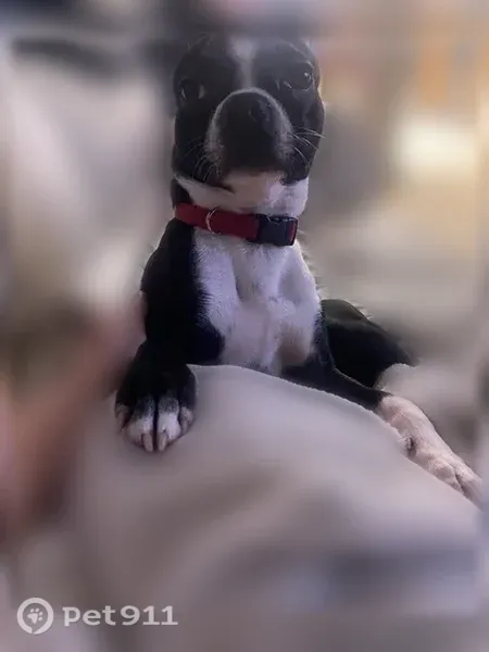 Lost dog, 28th Avenue South, 28211, Federal Way — male, wearing a blue/black harness - photo