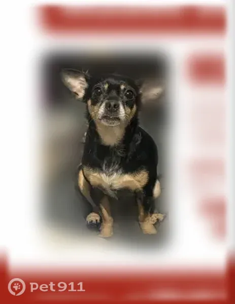 Lost dog, Military Road South, 16260, SeaTac - female, black with brown markings - photo