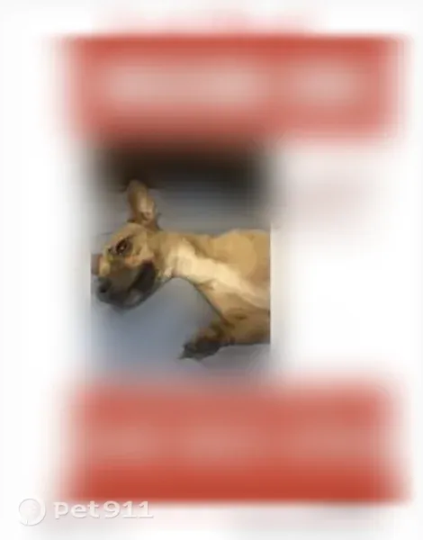 Lost dog, Reading Road, 5525, Rosenberg - male, no collar - photo