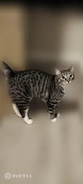 Lost cat, North 68th Street, 4800, Scottsdale - tabby with white boots - photo