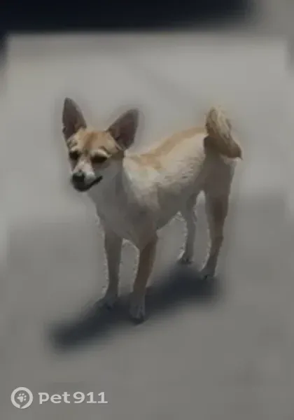Lost dog, Benhill Avenue, 24081, Lomita - brown - photo