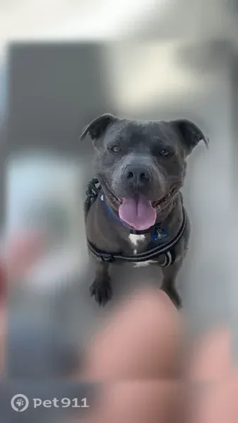 Lost dog, North East Street, 1265, Webb City - male Pitbull with a blue collar - photo