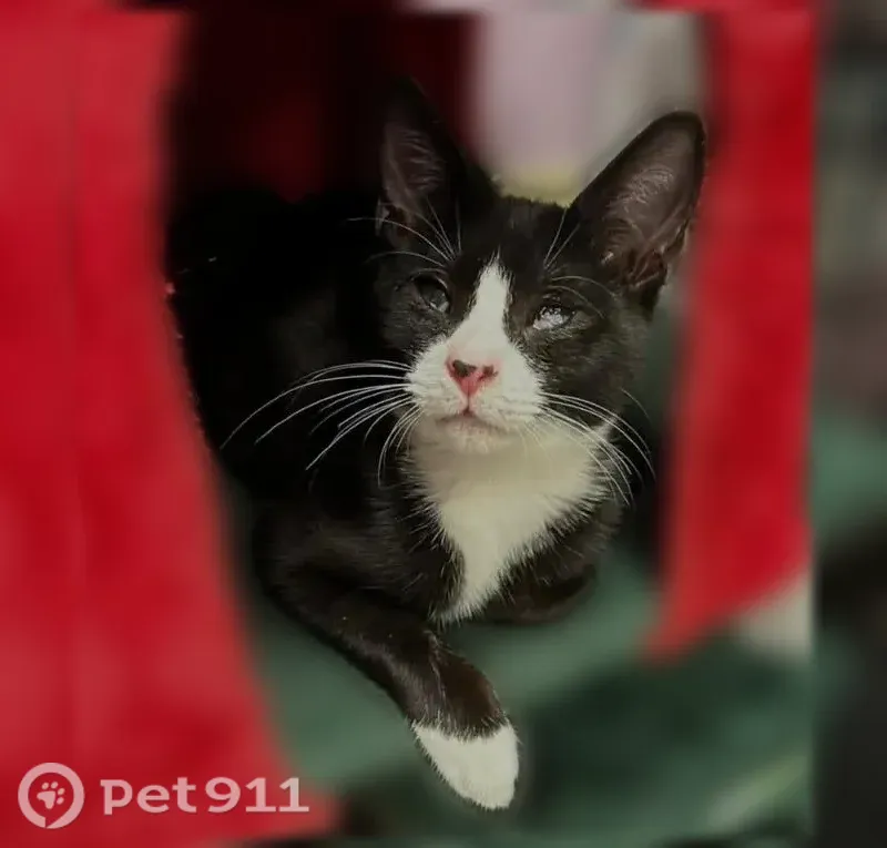 Lost cat, Elizabeth Street, 1111, Baldwin — foggy eye due to blindness - photo