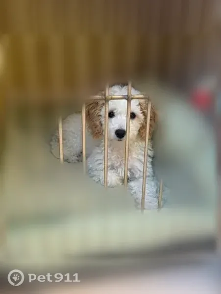 Lost dog, Plaza Park Walk Northwest, 940, Kennesaw - photo