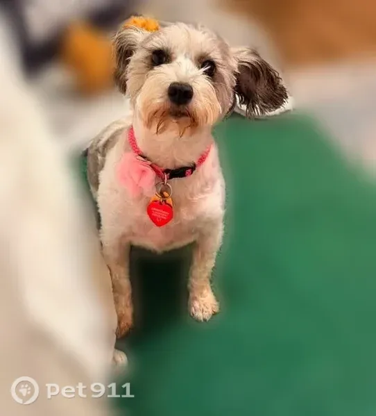 Lost dog, Durham Way, 442, Foley - female, pink harness and leash - photo