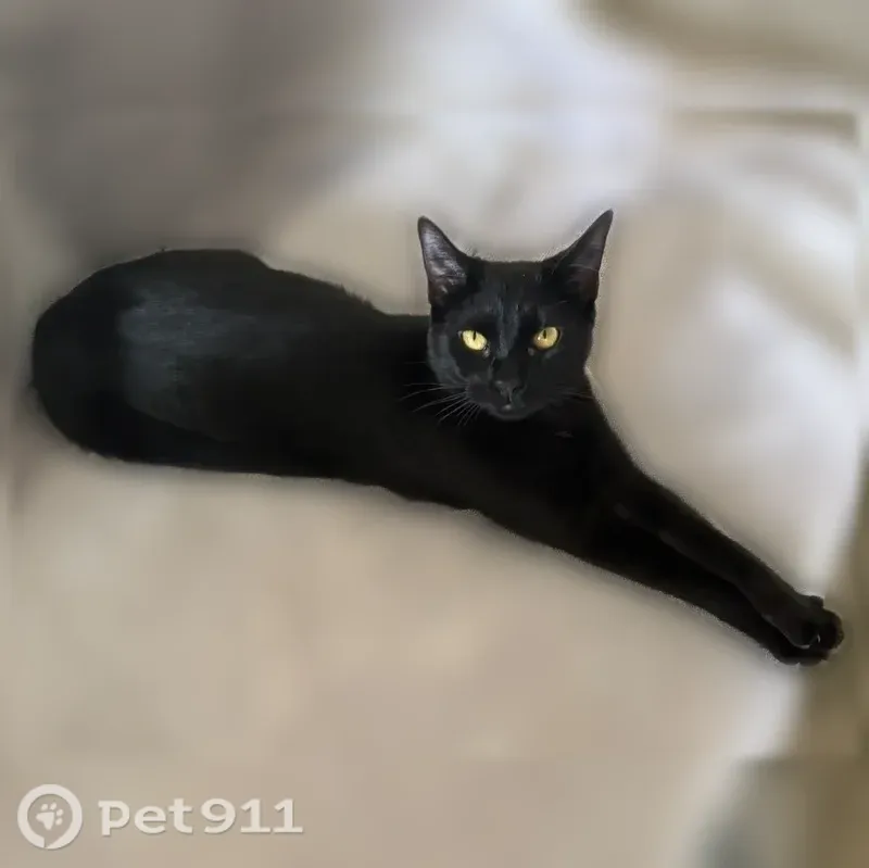 Lost cat, Summer Kitchen Way, 3838, Lilburn — female, small, markings under gold/yellow eyes - photo