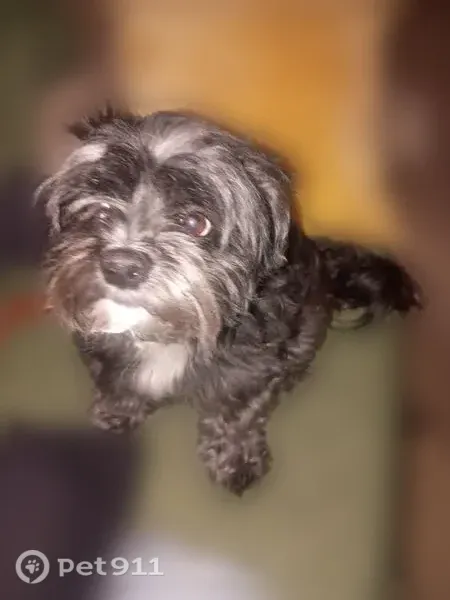 Lost dog, Legion Boulevard West, Owensboro - black, grey, and white, red collar - photo