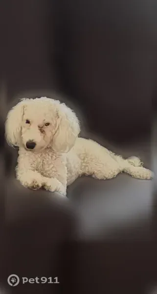 Lost dog, Oregon Avenue Southwest, 2111, Wyoming — female, white - photo