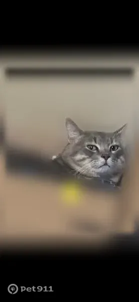 Lost cat, Atwells Avenue, Providence, East Providence — chunky gray male - photo
