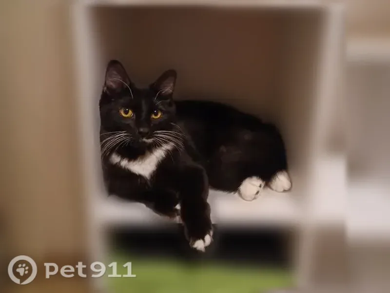 Lost cat, 24th Street West, 5750, South Bradenton, Bradenton - male, long-haired tuxedo, very long whiskers - photo
