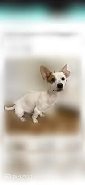 Lost dog, Home Drive, 420, Pittsburgh, McKeesport - female, white corgi/heeler mix - photo