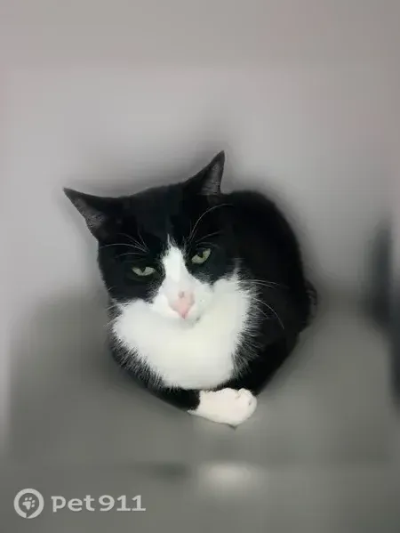 Lost Cat, Hobson Road Southwest, 21750, Centralia, Dallas — black-and-white tuxedo cat - photo