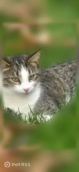 Lost cat, Hunters Run, 10, Franklin - male - photo