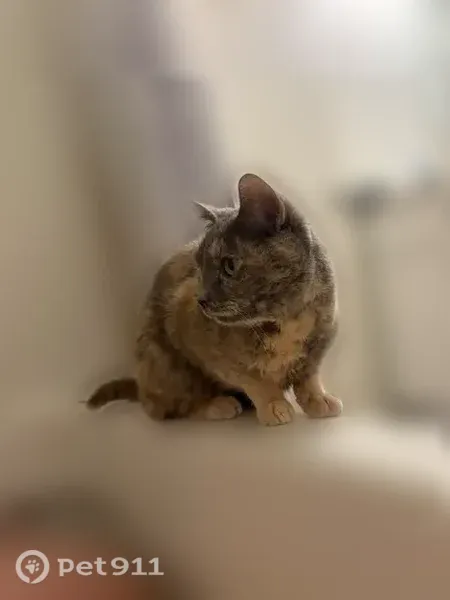 Lost cat, Mount Hope Street, 53, Lowell — small and skittish, very friendly - photo