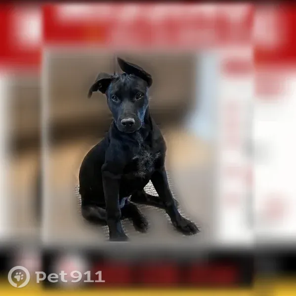 Lost dog, Forest Hills Lane, 1228, Fort Collins - female, all black lab - photo