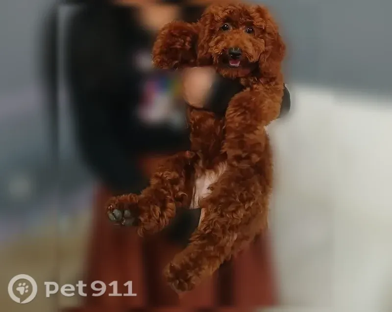 Lost dog, Minors Lane, Louisville - male toy poodle - photo
