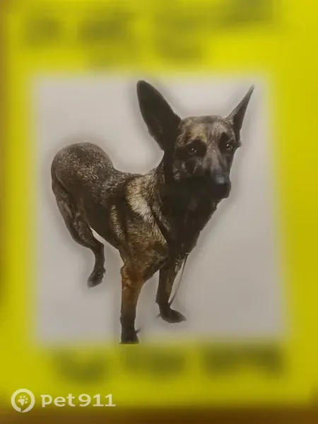 Lost dog, Gardenia Street, Oceanside - brindle female with blue collar - photo