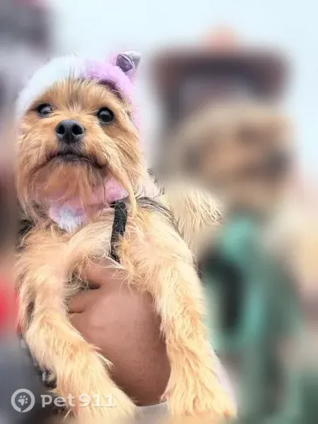 Lost dog, Durant Drive, Batesburg-Leesville - female Yorkie - photo
