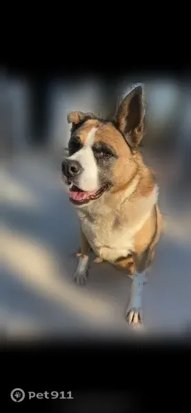 Lost dog, Cummings Road, 2799, Zenith, Reynolds — female, about 9-10 years old - photo
