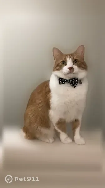 Lost cat, Wilson Avenue Southwest, Wyoming - male cat with heart-shaped spots on front legs - photo