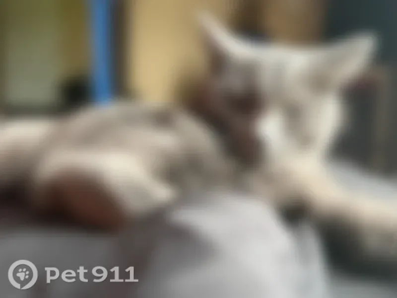 Lost cat, Hibiscus Drive, Columbia - female, skittish gray cat with hazel eyes - photo