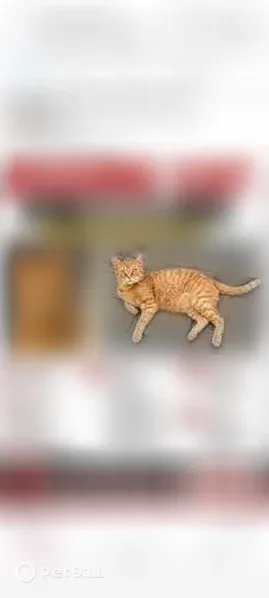 Lost cat, New York Avenue, 2810, Union City, Arlington - male, 10 years old - photo