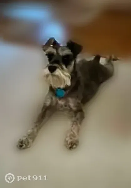 Lost dog, East 87th Street, 8004, Tulsa - female mini schnauzer, red collar, chipped - photo