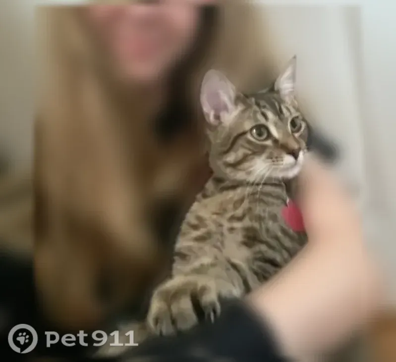 Lost cat, Sullivan Street, Madison — brown striped tabby - photo