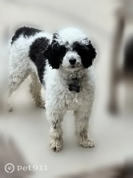 Lost dog, Bristlecone Street, Brighton, Arlington - very skittish - photo