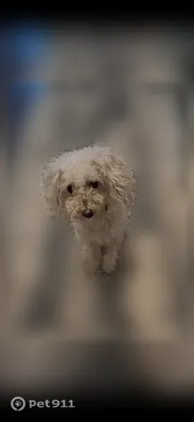 Lost dog, Hopewell Road, 16215, Alpharetta — female, cream/golden, very curly coat - photo