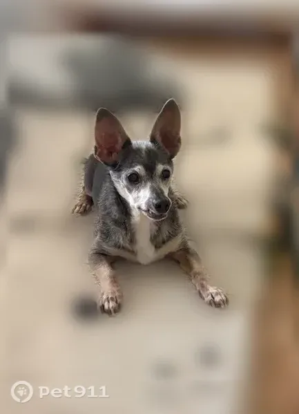 Lost dog, East El Parque Drive, 1253, Tempe — small brown senior chi mix - photo