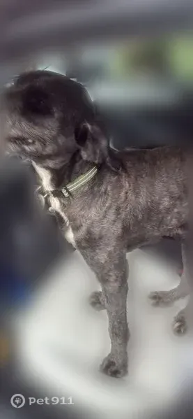 Found dog Male, Humble (usf545488) - photo