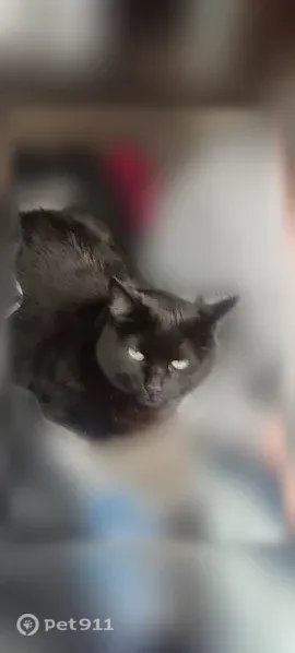 Lost cat, Chemawa Loop Northeast, Keizer — solid black, green eyes - photo