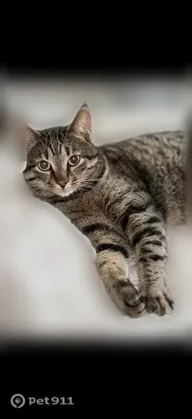Lost cat, Ringwood Avenue, 1150, Pompton Lakes - male with black stripes - photo
