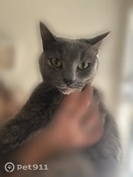 Lost cat, Mahogany Run, 4103, Winter Haven - female with green eyes - photo