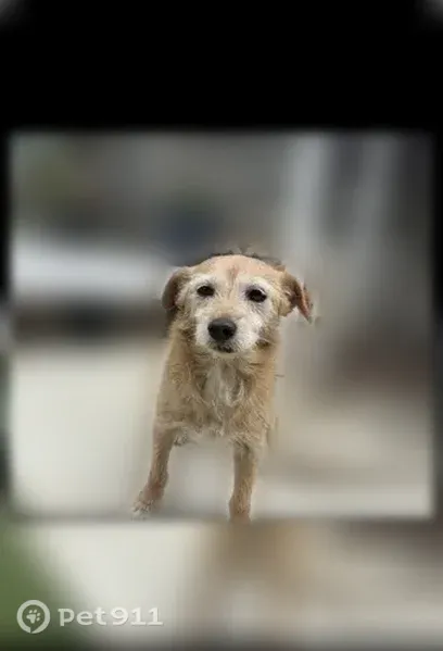 Lost dog, Airport Way, 617, Modesto - male, caramel-colored, elderly - photo