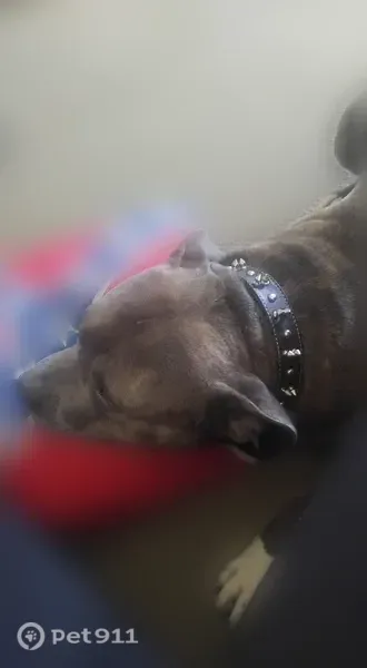 Lost dog, Riverside Road, 12, Essex - deaf, very friendly - photo