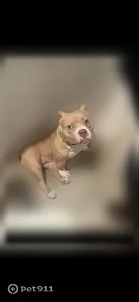 Lost dog, Chalfont Street, 334, Pittsburgh - photo