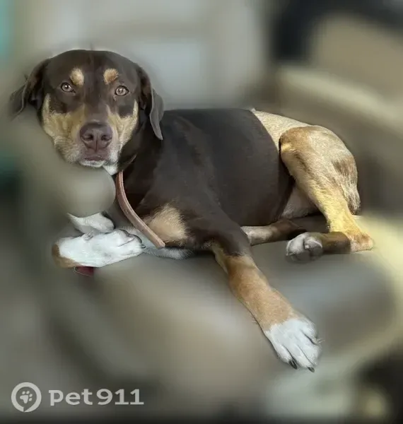 Lost dog, James Street, 64, Tallapoosa — male, no tail - photo