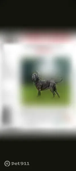 Lost dog, Faceville Highway, 1708, Bainbridge — female, blue/silver, 5-year-old Neapolitan Mastiff - photo