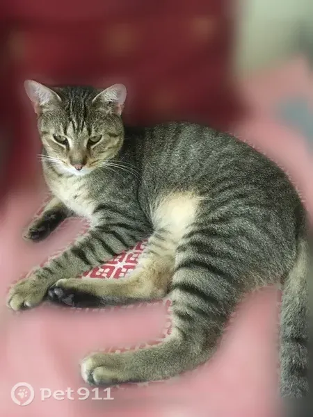 Lost cat, Norwood Street, 83, Greenfield - male, ticked grey and brown with black stripes - photo