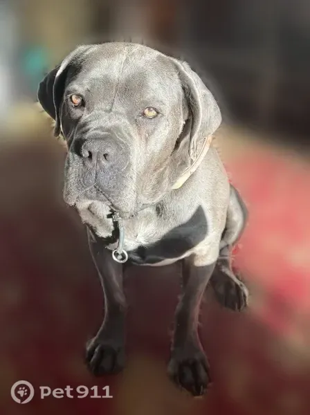 Lost dog, View Lane, 6017, Edina - female, grey, pink collar - photo